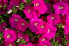 GFB-PETUNIA-BLANKET-ROSE