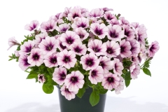 GFB-PETUNIA-GOOD-PLENTY-BLUE-ICE-34