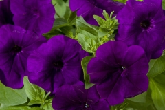GFB-PETUNIA-GOOD-PLENTY-BLUE