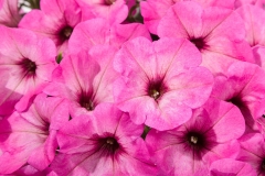 GFB-PETUNIA-GOOD-PLENTY-FLAMINGO