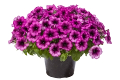 GFB-PETUNIA-GOOD-PLENTY-GRAPE-ICE