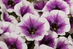 GFB-PETUNIA-GOOD-PLENTY-PURPLE-SKIRT