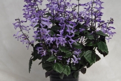 GFB-PLECTRANTHUS-LION-BLUE