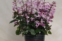 GFB-PLECTRANTHUS-LION-PINK