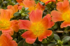 GFB-PURSLANE-HOT-SHOT-ORANGE