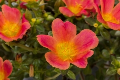 GFB-PURSLANE-HOT-SHOT-TANGERINE-GLOW