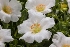 GFB-PURSLANE-HOT-SHOT-WHITE
