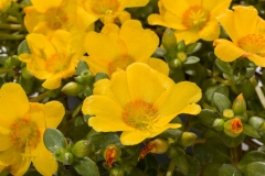 GFB-PURSLANE-HOT-SHOT-YELLOW