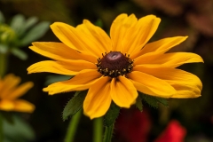 GFB-RUDBECKIA-DAKOTA-GOLD