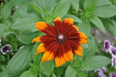 GFB-RUDBECKIA-DAKOTA-RED-SHIELD