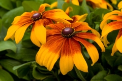 GFB-RUDBECKIA-RISING-SUN-CHESTNUT-GOLD-AS