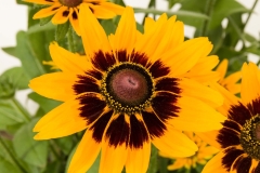 GFB-Rudbeckia-Dakota-Flame
