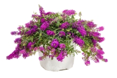 GFB-buddleja-leah-blue