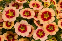 GFB-calibrachoa-cialo-orange-delicious