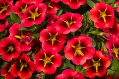 GFB-calibrachoa-cielo-red-star