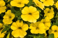 GFB-calibrachoa-cielo-yellow