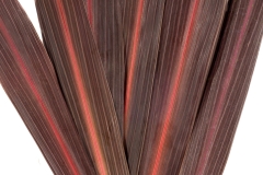 GFB-cordyline-panic-burgundy