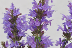 AGASTACHE-SUNRISE-BLUE-13-1