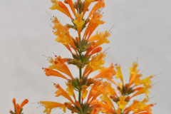 AGASTACHE-SUNRISE-ORANGE-21-1