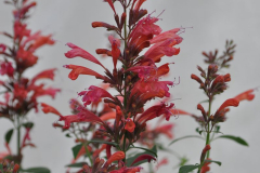 AGASTACHE-SUNRISE-RED-31-1