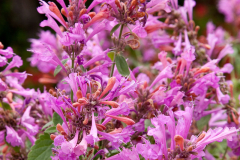 AGASTACHE-SUNRISE-ROSE-2.1-1
