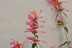 AGASTACHE-SUNRISE-SALM-PINK-1