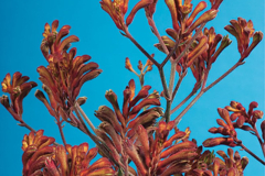 ANIGOZANTHOS-BIG-ROO-ORANGE-1