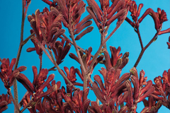 ANIGOZANTHOS-BIG-ROO-RED-1