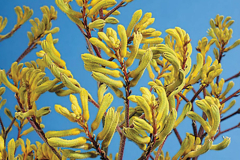 ANIGOZANTHOS-BIG-ROO-YELLOW-1
