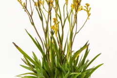 ANIGOZANTHOS-JUMP-YELLOW-1