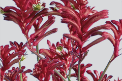 ANIGOZANTHOS-KANGA-BURGUNDY.1-1