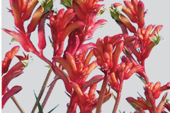 ANIGOZANTHOS-KANGA-RED.1-1