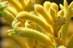ANIGOZANTHOS-KANGA-YELLOW.1-1