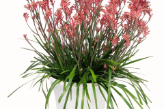 ANIGOZANTHOS-Kanga-Cherry