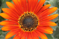 ARCTOTIS-MAJEC-RED-ORANGE-20220624-33-1