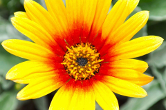 ARCTOTIS-MAJEC-RED-YELLOW-20220624-14-1