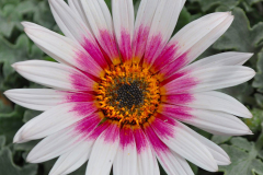 ARCTOTIS-MAJEC-ROSE-WHITE-20220624-9-1
