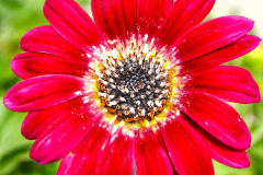 ARCTOTIS-MAJEC-RUBY-2