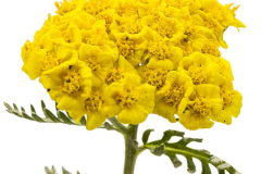 Achillea-Sun-N-Fun-Gold-212-1