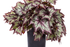 BEGONIA-BEWITCHED-LAVENDER-118