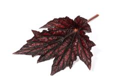 BEGONIA-BEWITCHED-RED-BLACK-021-2