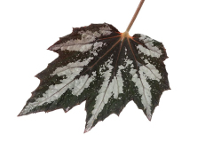 BEGONIA-BEWITCHED-WINTERGREEN-017