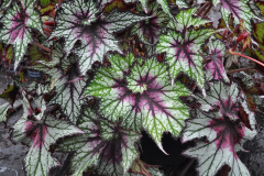 BEGONIA-CURLY-CHERRY-MINT-A-01-2