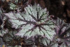 BEGONIA-CURLY-CHERRY-SODA-202208-3-1