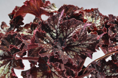 BEGONIA-CURLY-CHOCOLATE-12