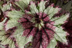 BEGONIA-CURLY-PEPPERMINT-101