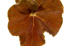 BEGONIA-DIBS-AMBER