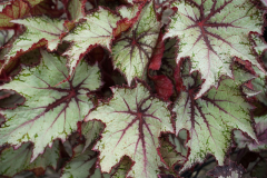 BEGONIA-DIBS-BUTTERSCOTCH-A-11-3