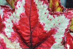 BEGONIA-DIBS-SANGRIA-2