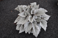 BEGONIA-SHADOW-KING-COOL-WHITE-4.1